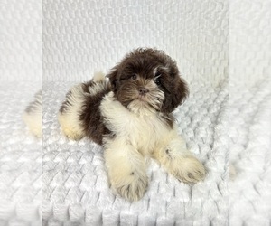 Shih Tzu Puppy for sale in FRANKLIN, IN, USA