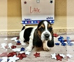 Puppy 6 Basset Hound