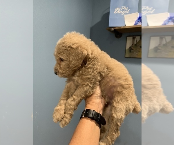 Medium Photo #9 Poodle (Standard) Puppy For Sale in TAMPA, FL, USA