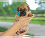 Small Photo #5 Jug Puppy For Sale in LIBERTY, KY, USA