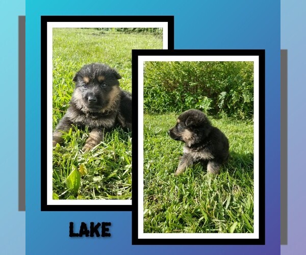 Medium Photo #1 German Shepherd Dog Puppy For Sale in BROOKFIELD, MO, USA