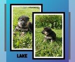 Puppy Lake German Shepherd Dog