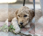 Small #16 Goldendoodle