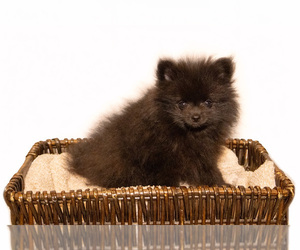 Pomeranian Puppy for sale in MC CALL CREEK, MS, USA