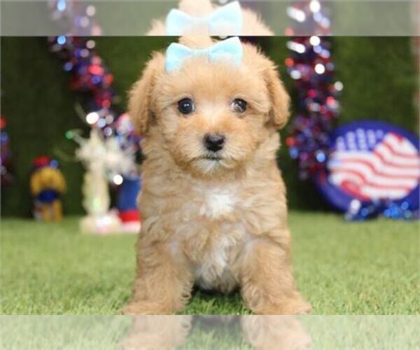 Medium Photo #10 Maltipoo Puppy For Sale in PEMBROKE PINES, FL, USA
