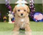 Small Photo #10 Maltipoo Puppy For Sale in PEMBROKE PINES, FL, USA