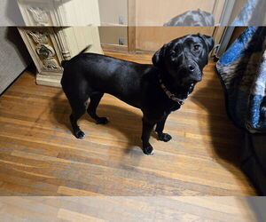 Kismet - Female American Pit Bull Terrier-Labrador Retriever Mix Dog for Adoption - Photo #4