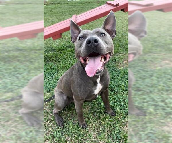 Medium Photo #3 Mutt Puppy For Sale in Rosenberg, TX, USA