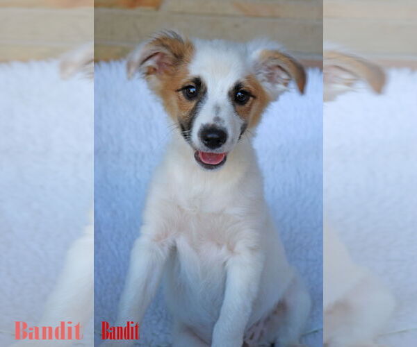 Medium Photo #3 Chihuahua-Unknown Mix Puppy For Sale in Wakefield, RI, USA