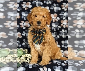 Goldendoodle (Miniature) Puppy for sale in CHRISTIANA, PA, USA