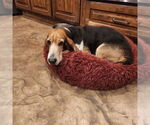 Small #1 Basset Hound