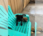 Small #8 Mutt