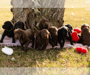 Labrador Retriever-Wirehaired Pointing Griffon Mix Puppy for sale in PASCO, WA, USA
