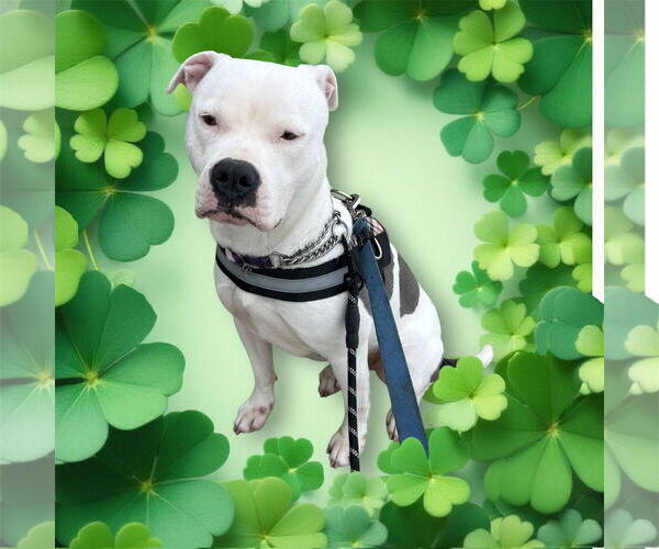 Medium Photo #1 American Pit Bull Terrier-Unknown Mix Puppy For Sale in Sykesville, MD, USA