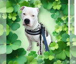 Small American Pit Bull Terrier Mix