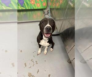 American Pit Bull Terrier-Unknown Mix Dogs for adoption in Waco, TX, USA