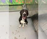 Small American Pit Bull Terrier Mix