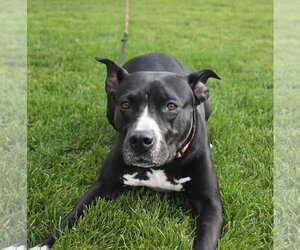 Sassy Marley - Female Mutt Dog for Adoption - Photo #4