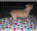 Small #7 Schnoodle (Miniature)