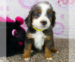 Small Photo #2 Bernedoodle (Miniature) Puppy For Sale in ROY, UT, USA