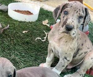 Great Dane Puppy for sale in BELL GARDENS, CA, USA