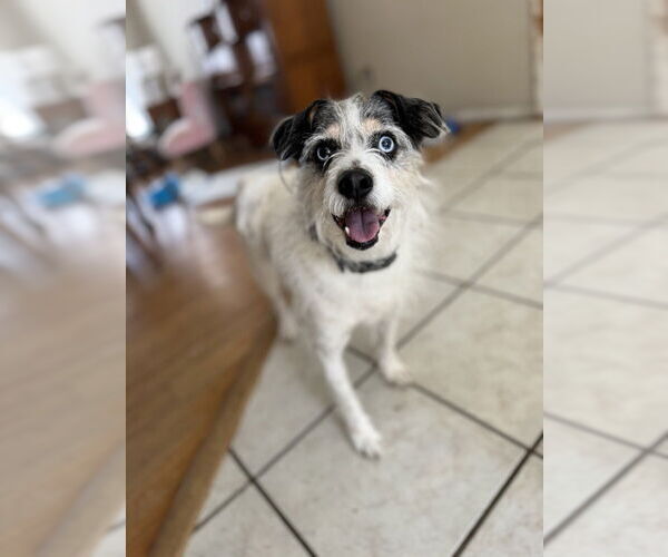 Medium Photo #3 Jack Russell Terrier-Unknown Mix Puppy For Sale in Conway, AR, USA