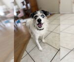 Small #2 Jack Russell Terrier Mix