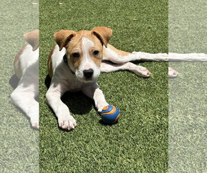 American Pit Bull Terrier-Unknown Mix Dogs for adoption in Berkeley, CA, USA