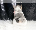Small #6 French Bulldog