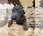 Small Photo #8 Doberman Pinscher Puppy For Sale in PITTSBURGH, PA, USA