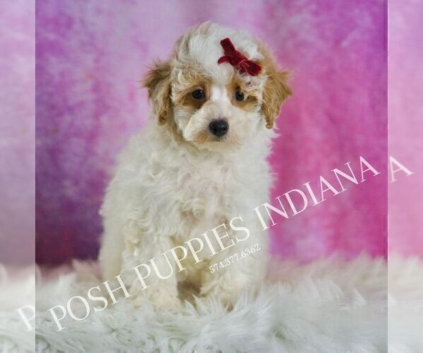 Medium Photo #2 Poodle (Miniature) Puppy For Sale in WARSAW, IN, USA