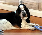 Small Basset Hound
