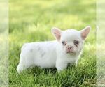 Small #4 French Bulldog