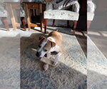 Small #21 American Pit Bull Terrier Mix