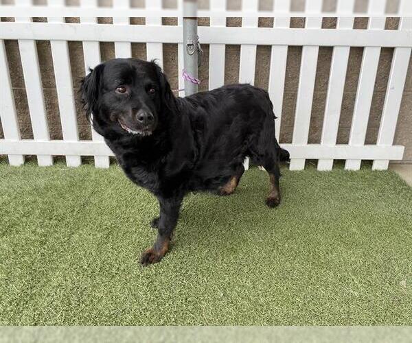 Medium Photo #1 Australian Shepherd-Rottweiler Mix Puppy For Sale in Modesto, CA, USA