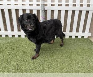 Australian Shepherd-Rottweiler Mix Dogs for adoption in Modesto, CA, USA