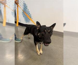 German Shepherd Dog Dogs for adoption in San Martin, CA, USA