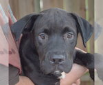 Small #5 American Bulldog Mix