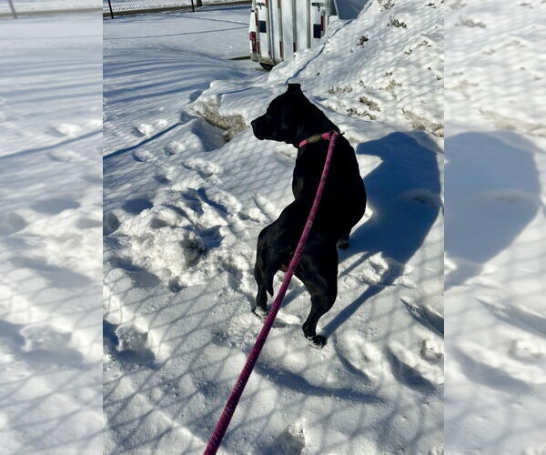 Medium Photo #2 Mutt Puppy For Sale in Glen Allen, VA, USA