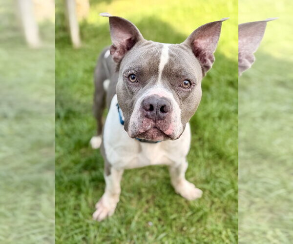 Medium Photo #1 American Bulldog-Unknown Mix Puppy For Sale in Manahawkin, NJ, USA