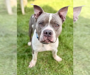 American Bulldog-Unknown Mix Dogs for adoption in Manahawkin, NJ, USA