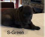 Small Photo #18 Belgian Malinois Puppy For Sale in LABADIE, MO, USA