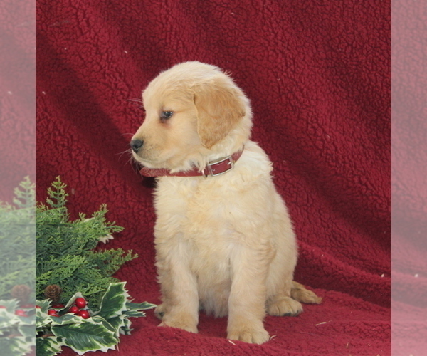 Medium Photo #2 Golden Retriever Puppy For Sale in NEW PROVIDENCE, PA, USA