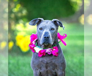 Labrador Retriever-Unknown Mix Dogs for adoption in Unionville, PA, USA