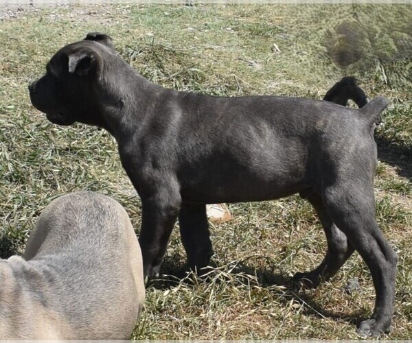 Medium Photo #3 Cane Corso Puppy For Sale in KILLEEN, TX, USA