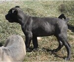 Small #2 Cane Corso
