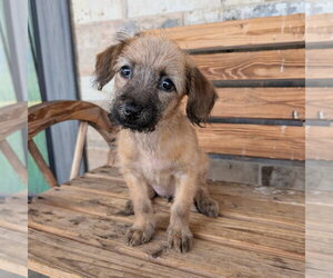 Mutt Dogs for adoption in Chico, CA, USA