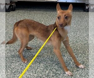 Miniature Pinscher-Unknown Mix Dogs for adoption in Salisbury, NC, USA
