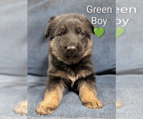 Medium Photo #4 German Shepherd Dog Puppy For Sale in BENSON, NC, USA