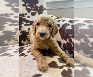 Goldendoodle Puppy for sale in MOUNT STERLING, KY, USA
